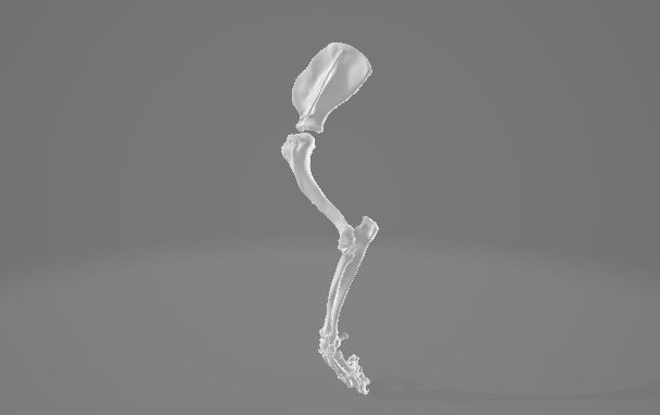 Limbs Page