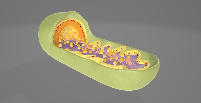 Mitochondria Page